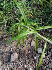 Anaphalis margaritacea