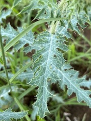 Argemone pleiacantha