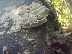 Trametes versicolor