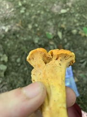 Cantharellus lateritius