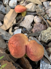 Hortiboletus