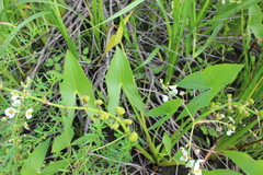 Sagittaria brevirostra