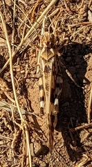 Dissosteira spurcata