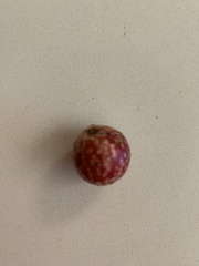 Amphibolips quercusjuglans