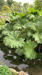 Gunnera tinctoria