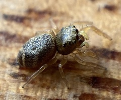 Salticinae