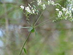 Euphorbiaceae