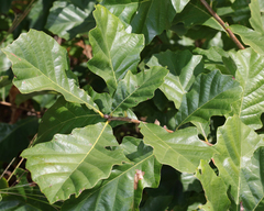 Quercus bicolor