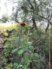 Leonotis nepetifolia