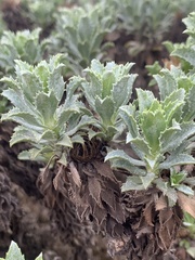 Haplopappus foliosus