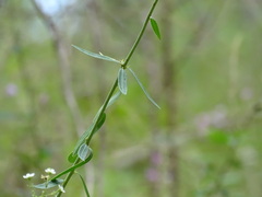 Euphorbiaceae