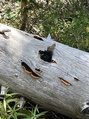 Gloeophyllum sepiarium