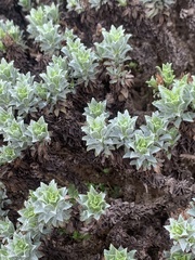 Haplopappus foliosus