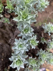 Haplopappus foliosus