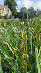 Iris pseudacorus