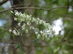 Euphorbiaceae