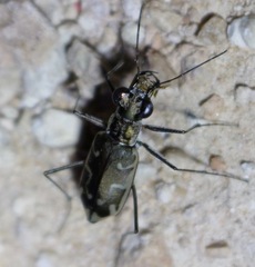 Ellipsoptera sperata