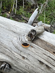 Gloeophyllum sepiarium