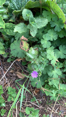 Geranium pyrenaicum