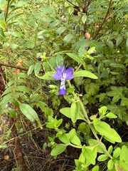 Trichostema dichotomum