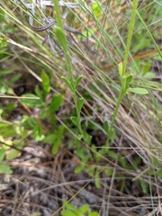 Balduina uniflora