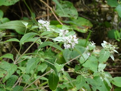 Pycnanthemum albescens