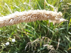 Phalaris arundinacea