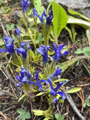 Gentianopsis barbellata