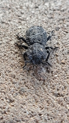 Phloeodes diabolicus