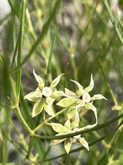 Asclepias macrotis