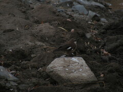 Cinclodes atacamensis