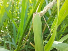 Phalaris arundinacea