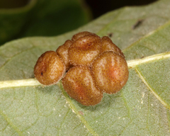 Andricus nigricens