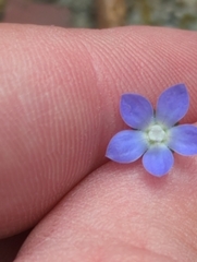 Wahlenbergia marginata