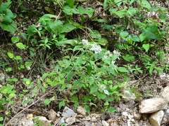 Pycnanthemum albescens