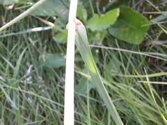 Phalaris arundinacea