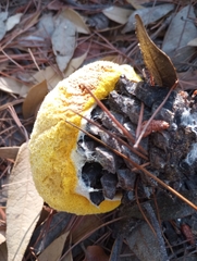 Fuligo septica
