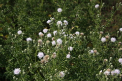 Cirsium arvense