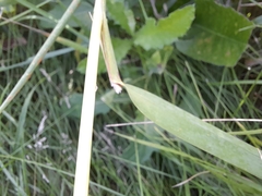 Phalaris arundinacea