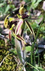 Caladenia toxochila