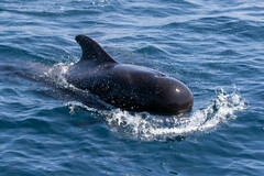 Globicephala macrorhynchus