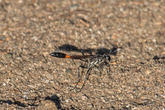 Ammophila procera