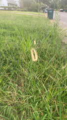 Setaria parviflora