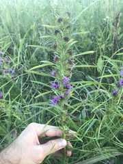 Liatris hirsuta