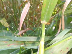 Phalaris arundinacea