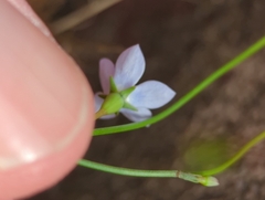 Wahlenbergia marginata