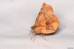 Selenia dentaria