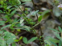 Lespedeza violacea