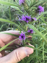 Liatris hirsuta