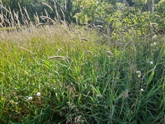 Phalaris arundinacea